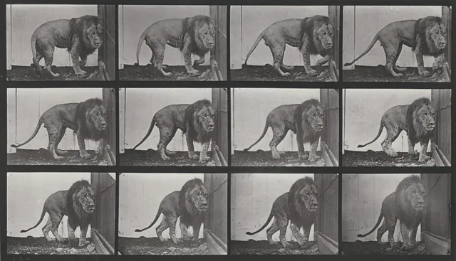 Stills In Motion wallpaper: Lion Walking 1887